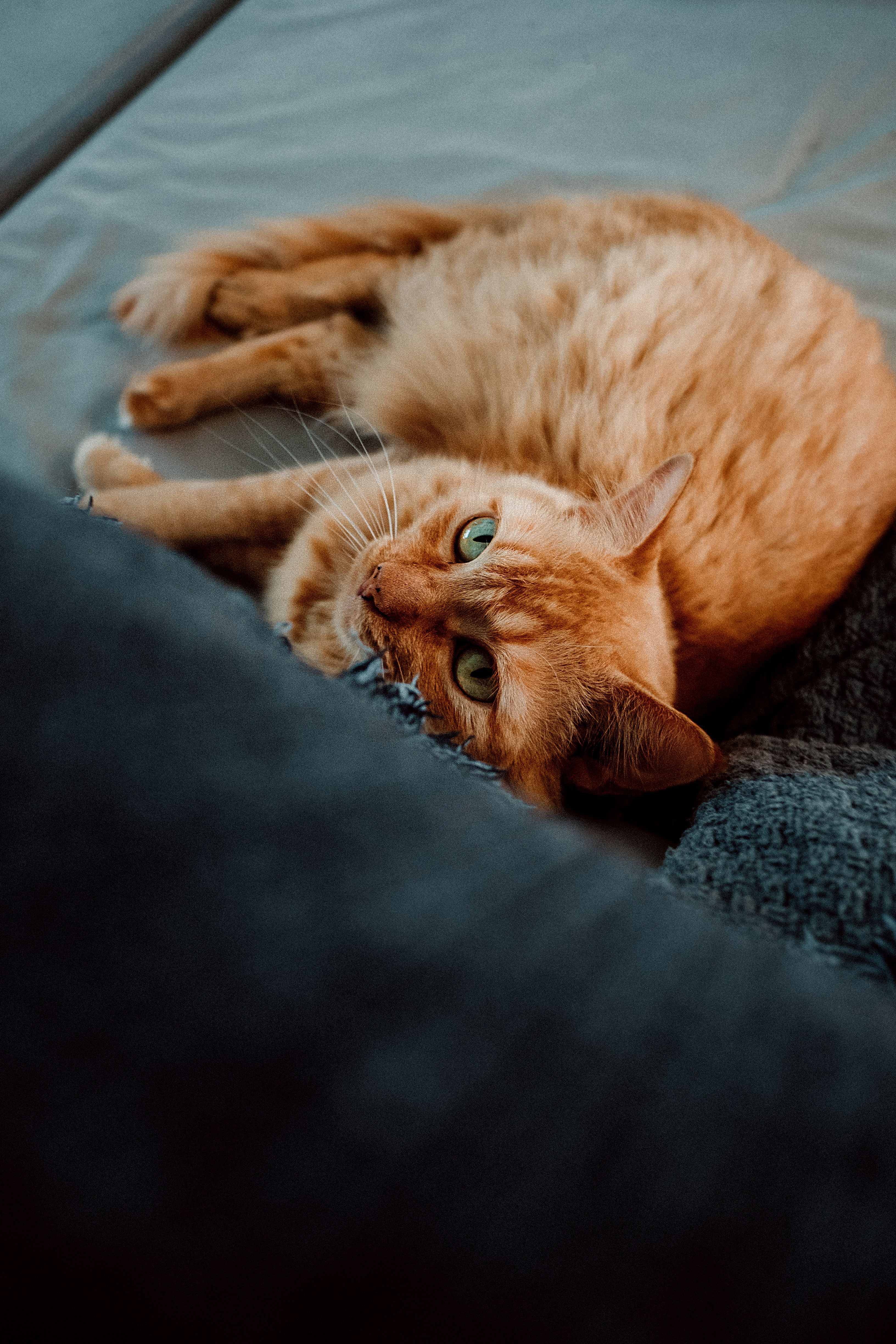 Katze